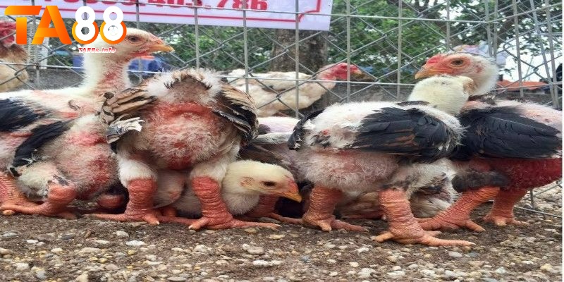 Bệnh Ecoli ở gà - Các dấu hiệu nhận biết đã bị nhiễm virus? 3 Nguyên nhân gây nên bệnh Ecoli