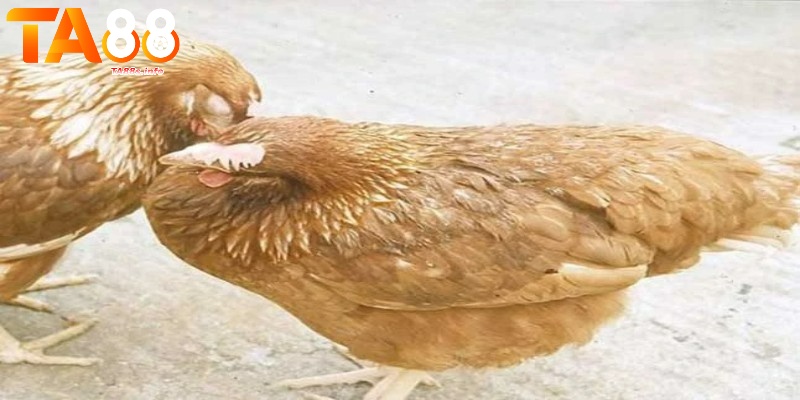 Bệnh Ecoli ở gà - Các dấu hiệu nhận biết đã bị nhiễm virus? 4 Những phương thức lây truyền bệnh